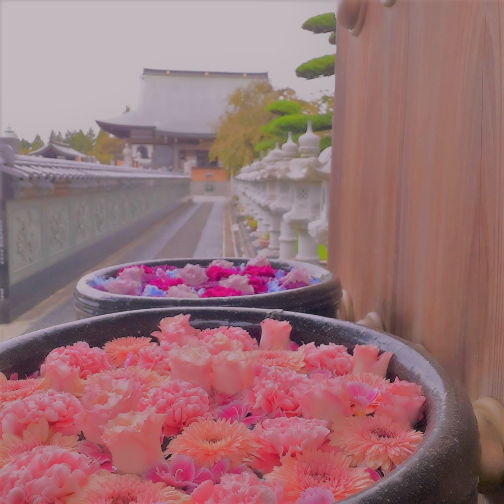川越市瑶光山最明寺の白い彼岸花と花手水（はなちょうず）